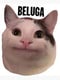 beluga